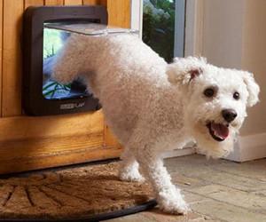Porta per animali domestici con microchip ...